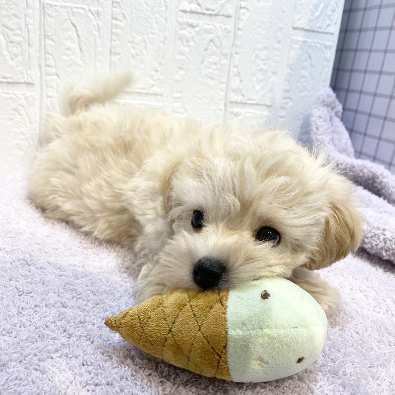 長野県のマルプー(マルチーズ×プードル) (犬の家＆猫の里カインズ梓川店/2026年1月4日生まれ/男の子/クリームホワイト)の子犬の2枚目の画像