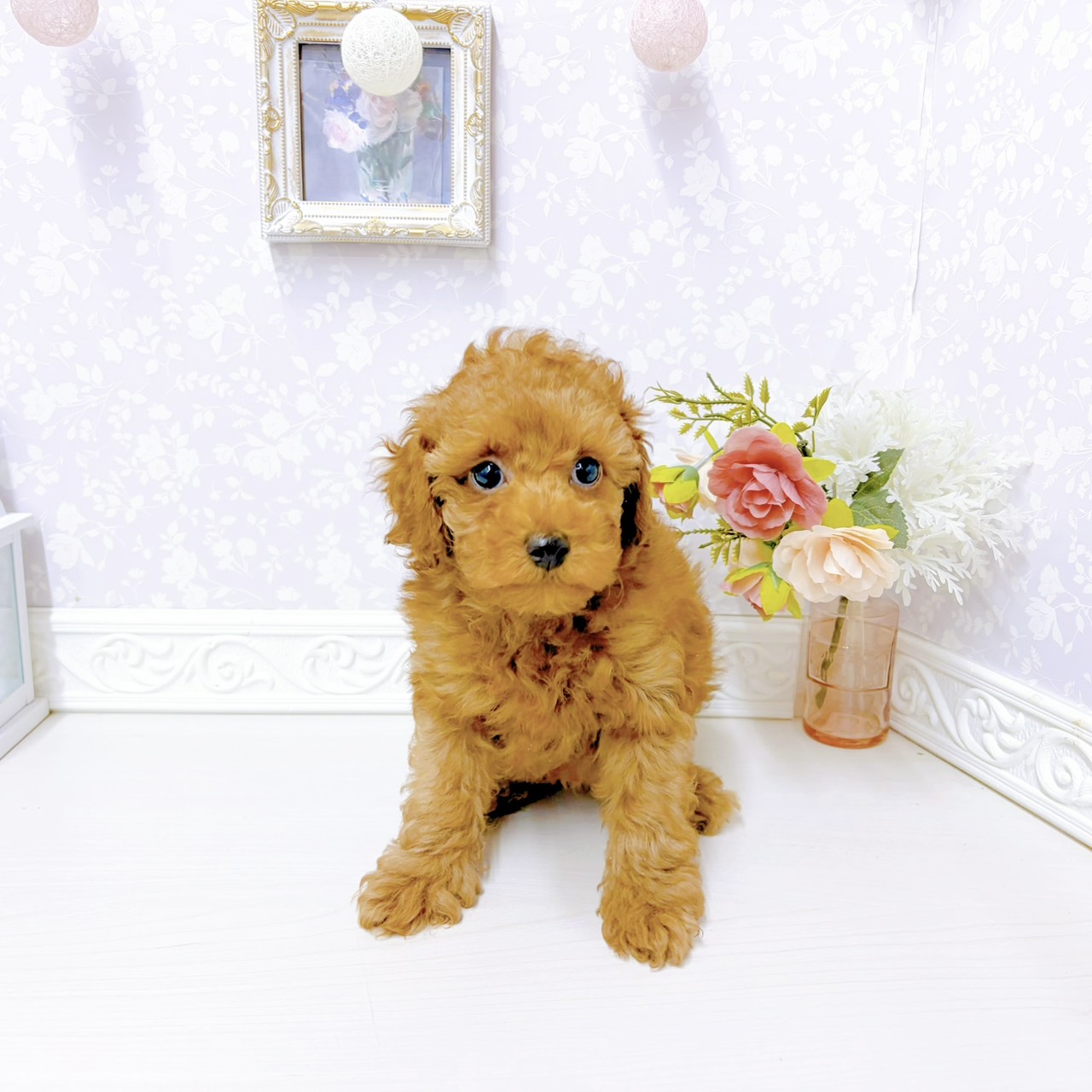 富山県のトイプードル(トイ) (犬の家＆猫の里アミーゴ山室店/2026年1月2日生まれ/男の子/レッドフォーン)の子犬の2枚目の画像