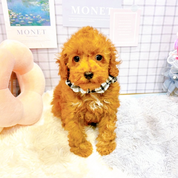 福井県のトイプードル(トイ) (犬の家＆猫の里アミーゴ福井大和田店/2026年1月2日生まれ/男の子/レッドフォーン)の子犬の2枚目の画像