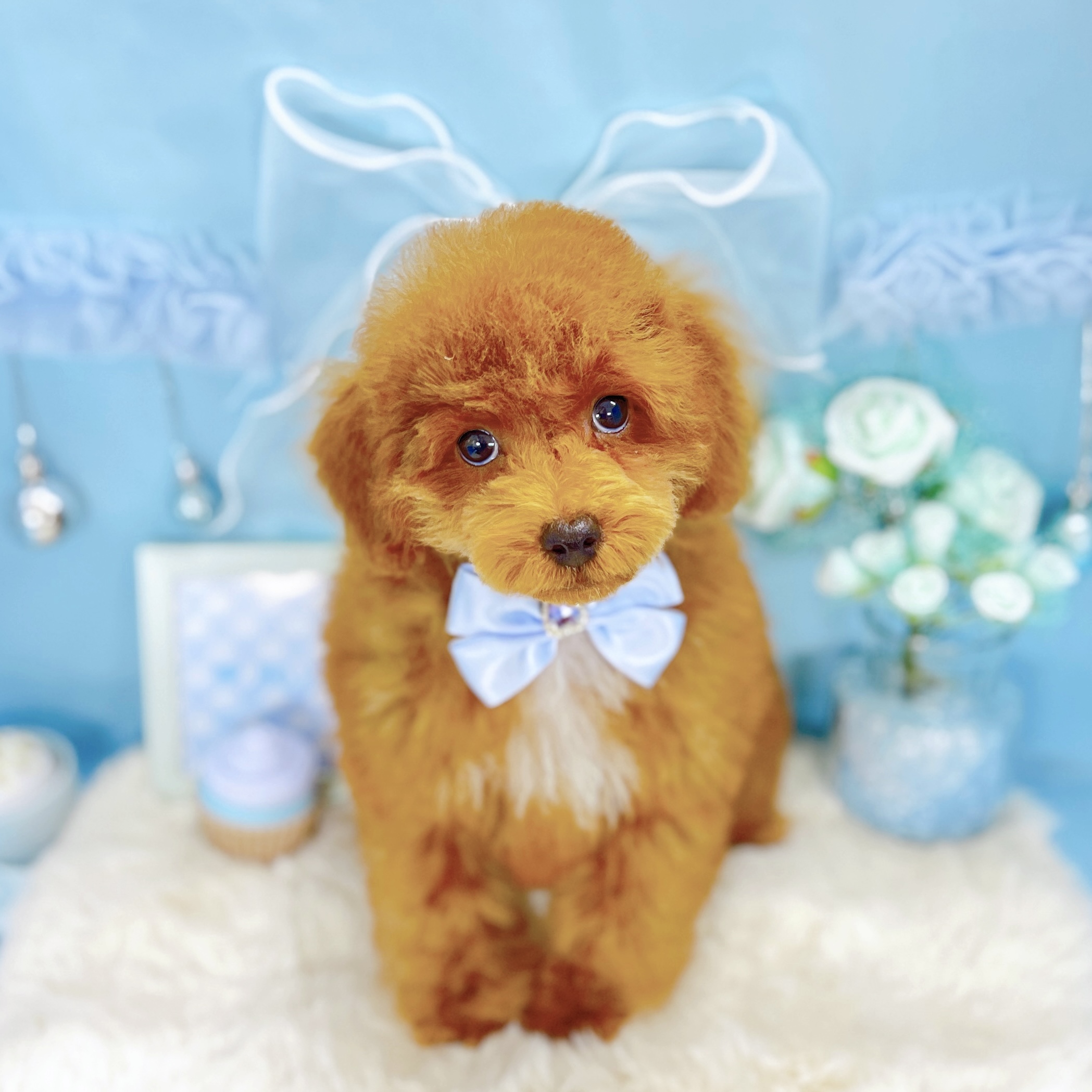 トイプードル男の子の写真