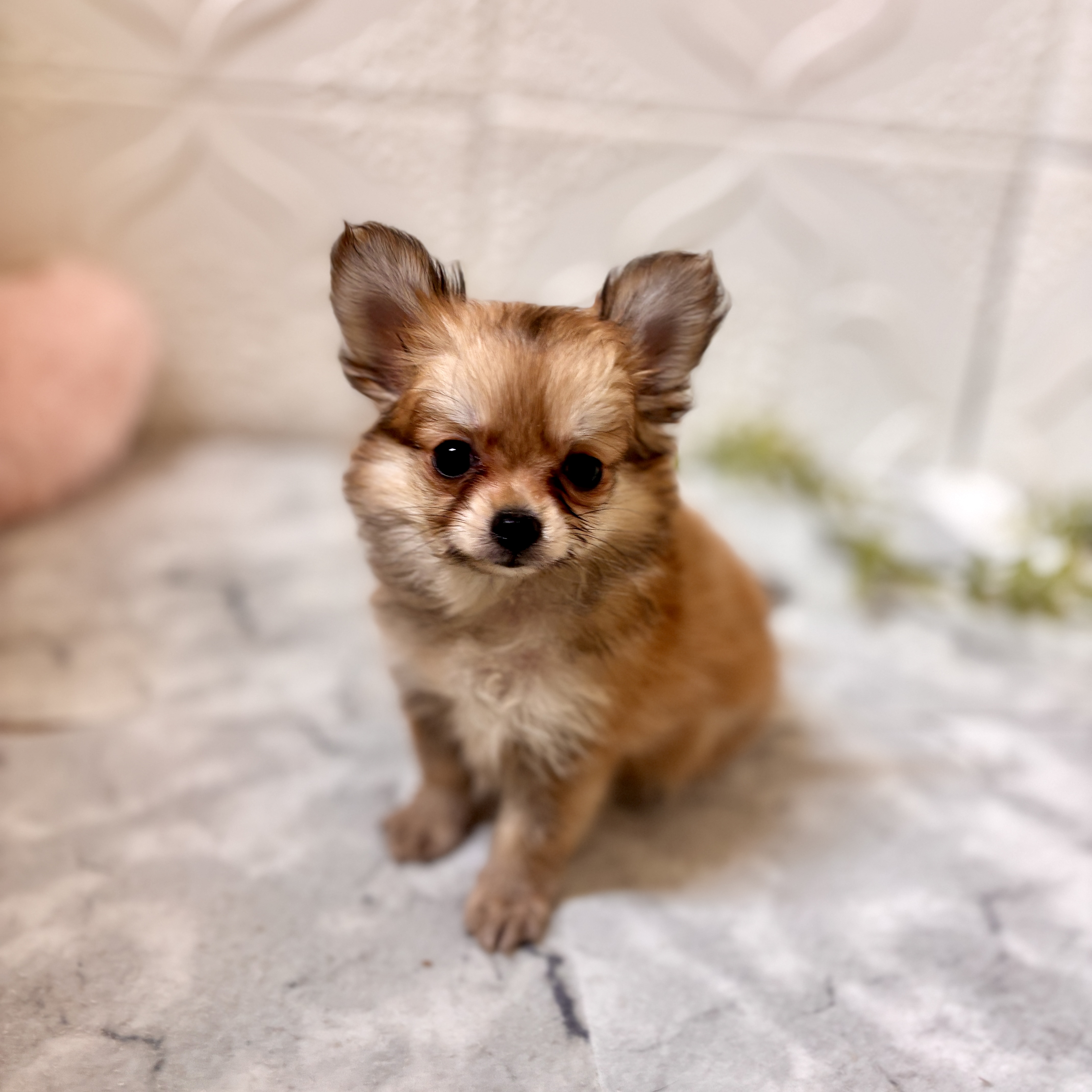 愛知県のポメチワ/チワポメ/ポメチー(ポメラニアン×チワワ) (犬の家＆猫の里岡崎店/2026年1月4日生まれ/男の子/フォーン)の子犬の2枚目の画像