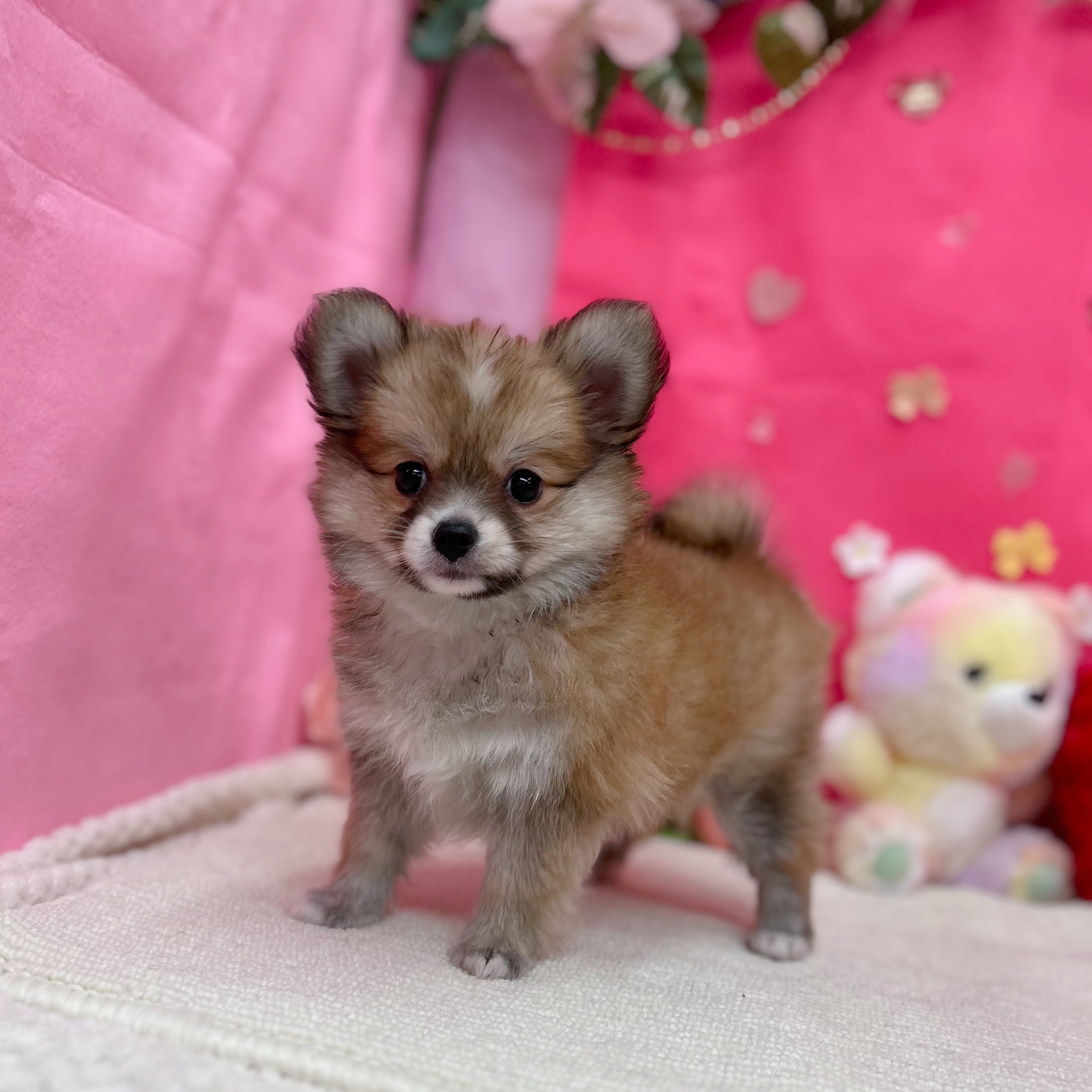 岐阜県のポメチワ/チワポメ/ポメチー(ポメラニアン×チワワ) (犬の家＆猫の里岐南店/2026年1月4日生まれ/女の子/フォーンホワイト)の子犬の2枚目の画像