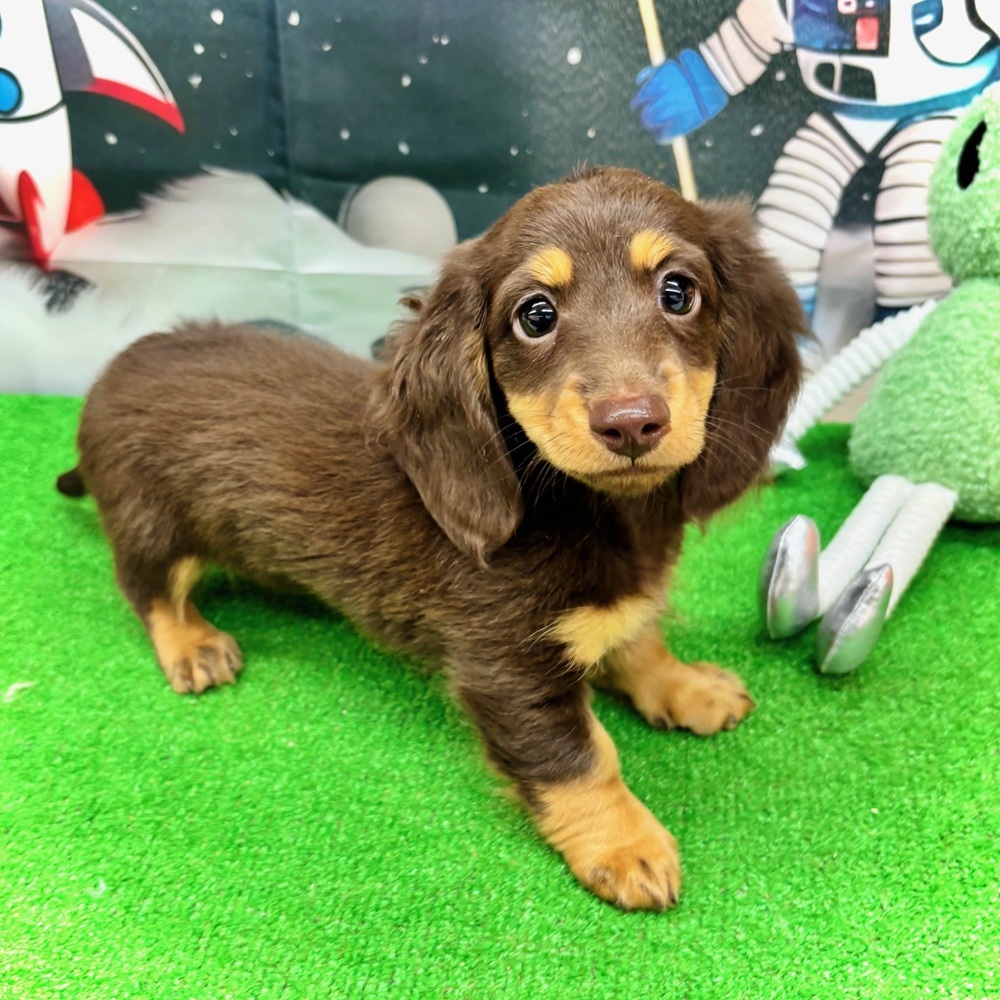 愛知県のミニチュアダックスフンド(ロング) (犬の家＆猫の里名古屋天白店/2026年1月1日生まれ/女の子/チョコレートタン)の子犬の2枚目の画像