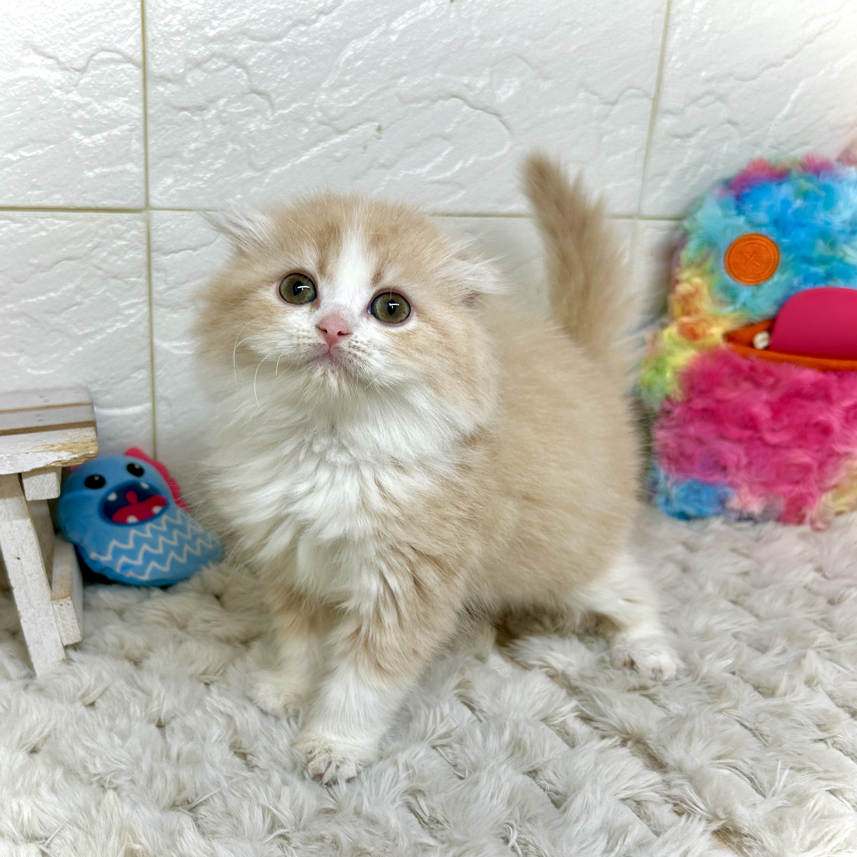 兵庫県のスコティッシュフォールド (犬の家＆猫の里ゆめタウン姫路店/2026年1月2日生まれ/女の子/クリームタビーホワイト)の子猫の2枚目の画像