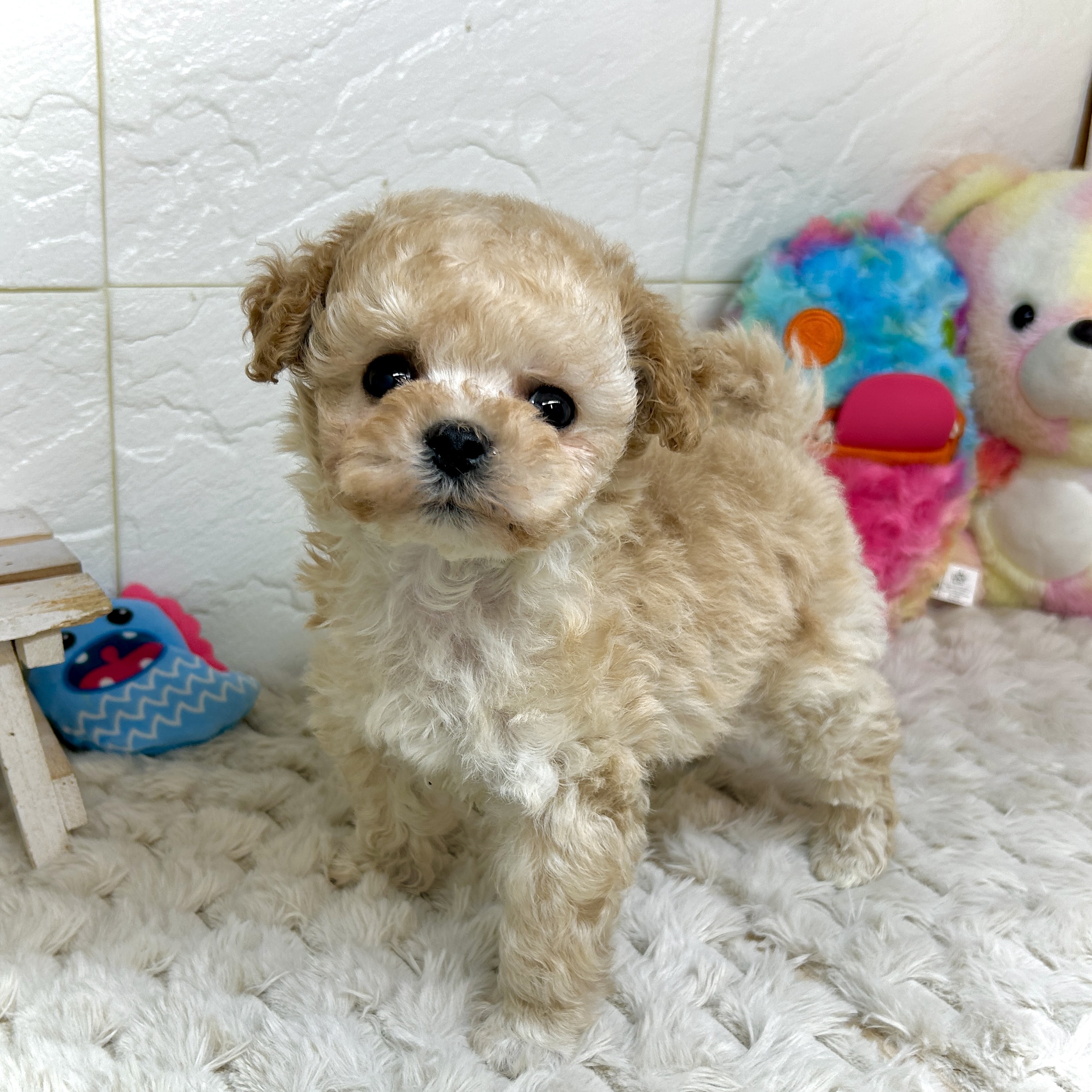 兵庫県のマルプー(マルチーズ×プードル) (犬の家＆猫の里ゆめタウン姫路店/2026年1月2日生まれ/男の子/クリーム)の子犬の2枚目の画像