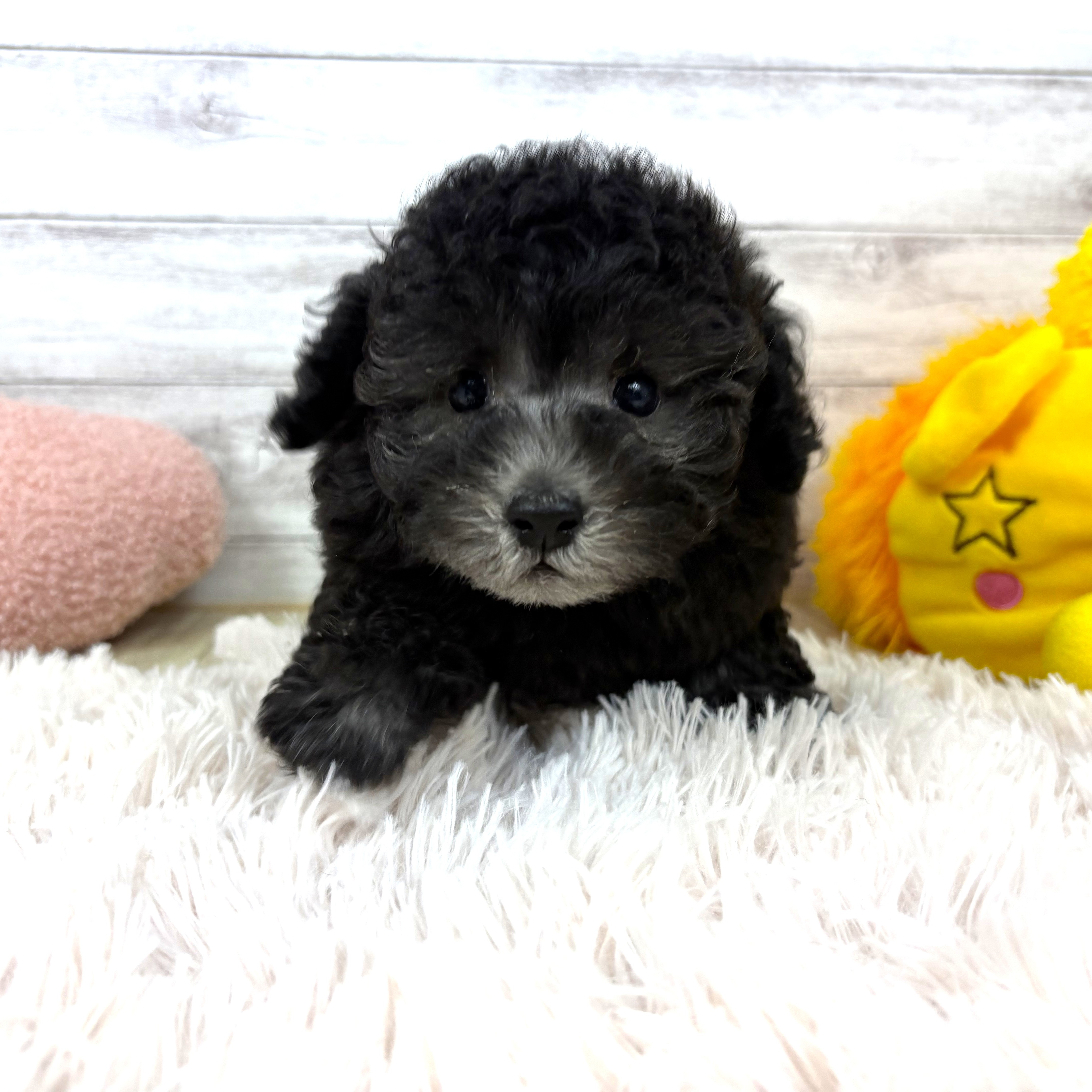 トイプードル男の子の写真