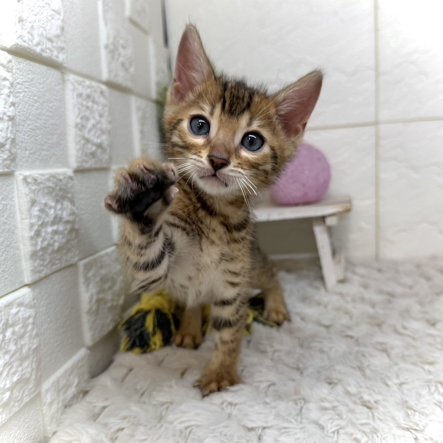 兵庫県のベンガル (犬の家＆猫の里ゆめタウン姫路店/2026年1月1日生まれ/男の子/ブラウンスポットタビー)の子猫の2枚目の画像