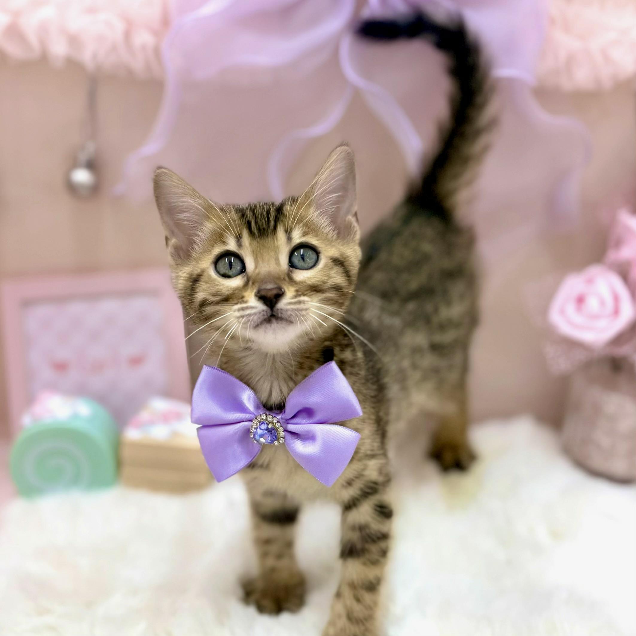 福井県のベンガル (犬の家＆猫の里アミーゴ福井大和田店/2026年1月1日生まれ/女の子/ブラウンスポットタビー)の子猫の2枚目の画像