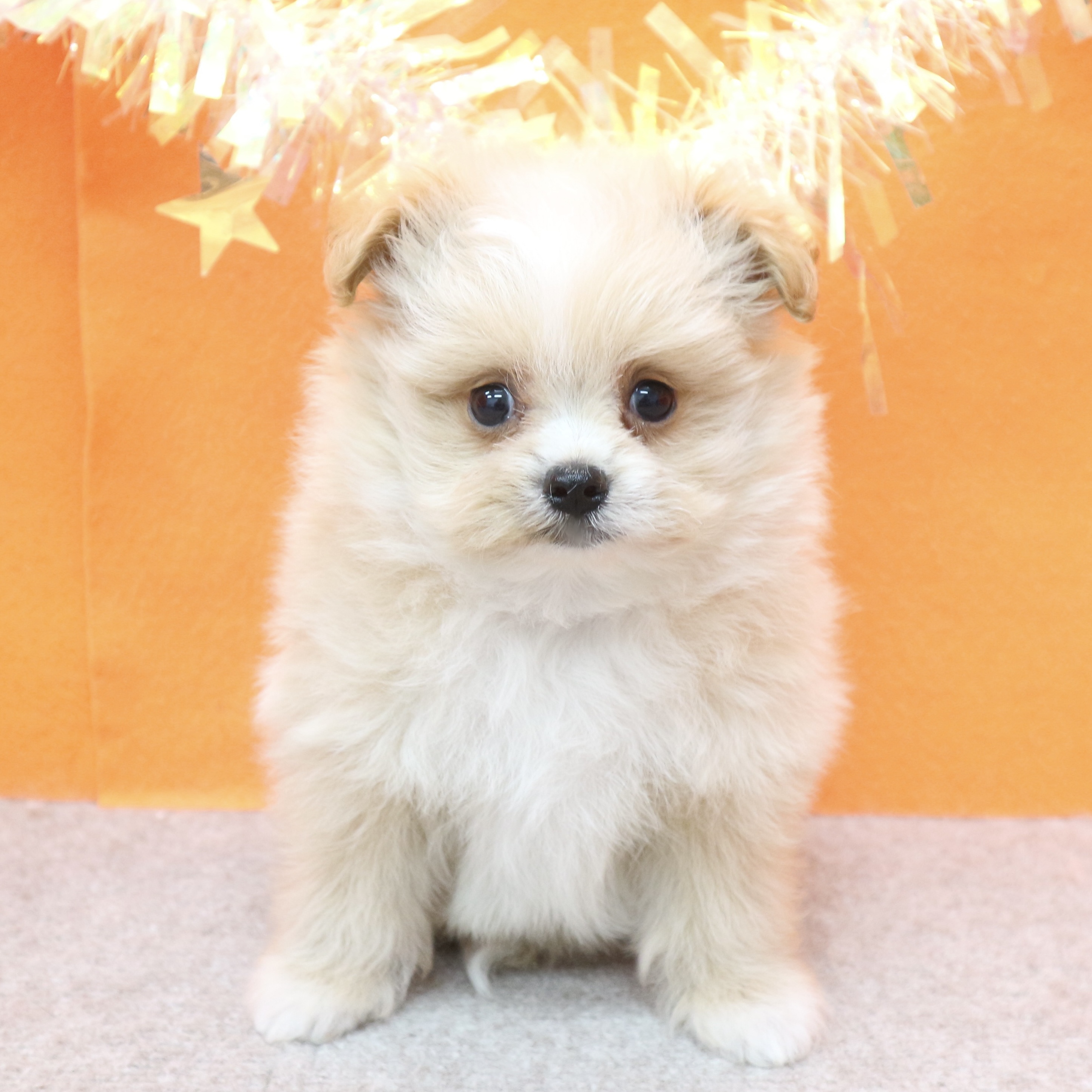 大阪府のポメプー(ポメラニアン×プードル) (犬の家＆猫の里吹田店/2026年1月3日生まれ/女の子/クリーム)の子犬の1枚目の画像