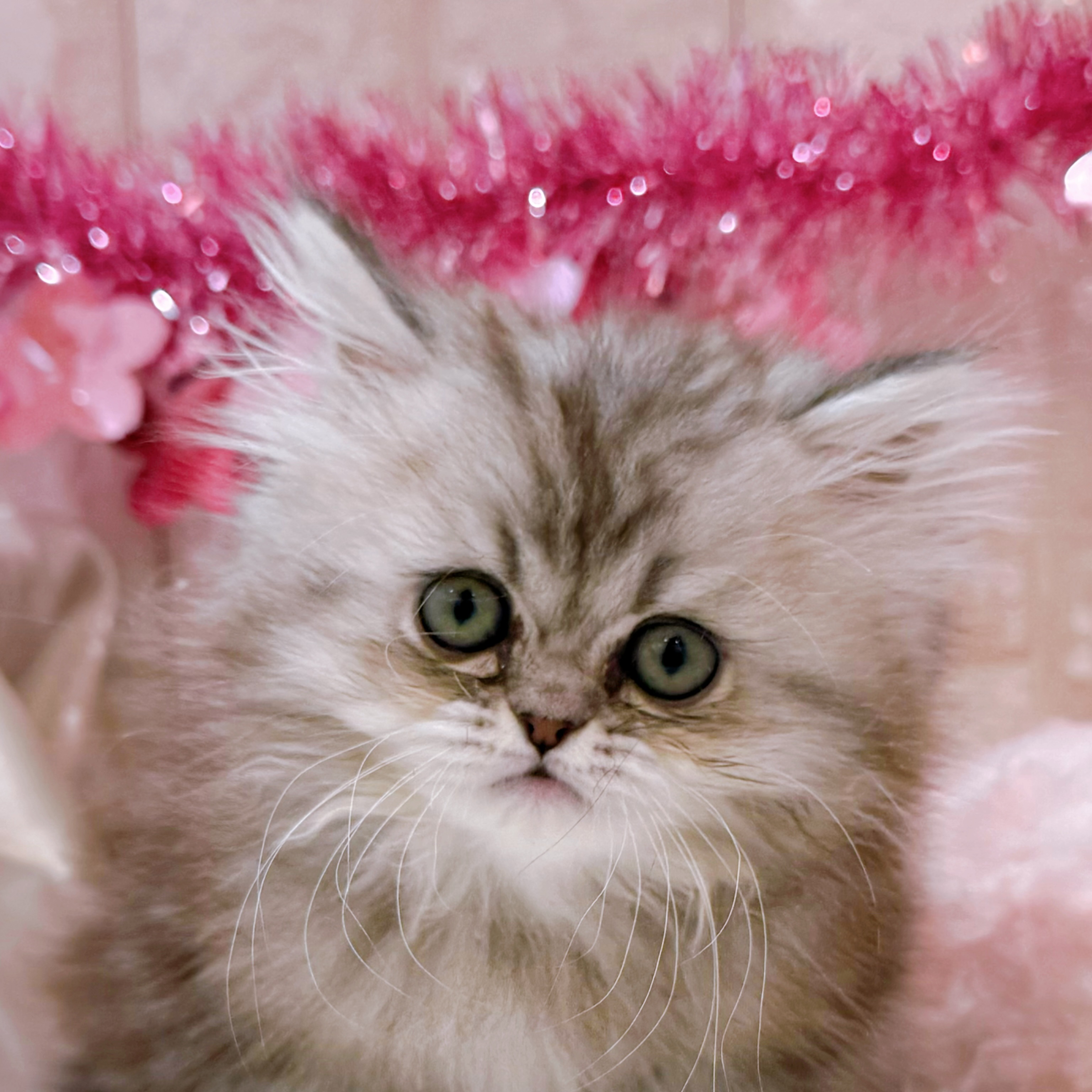 岡山県のペルシャ (犬の家＆猫の里倉敷店/2026年1月4日生まれ/男の子/シルバータビー)の子猫の1枚目の画像