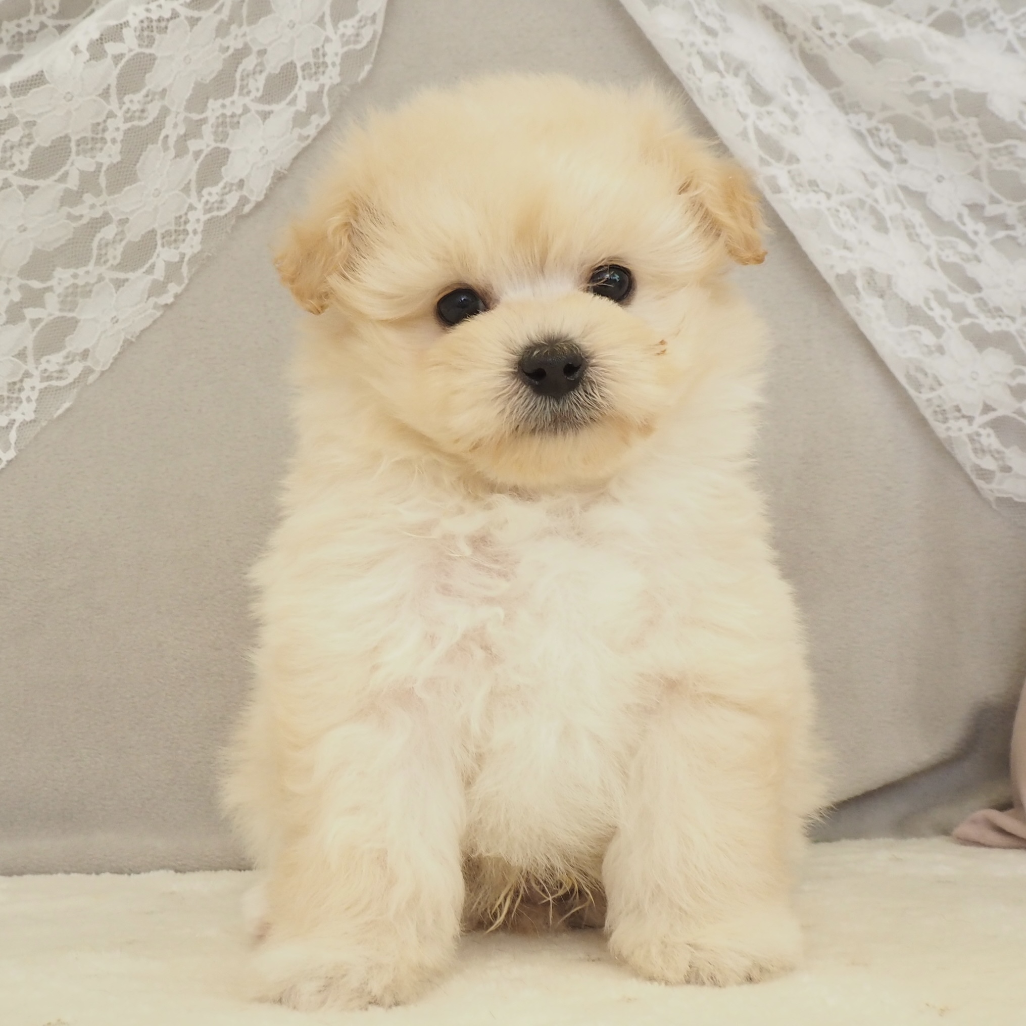 大阪府のポメプー(ポメラニアン×プードル) (犬の家＆猫の里もりのみやキューズモールBASE店/2026年1月2日生まれ/男の子/クリーム)の子犬の1枚目の画像
