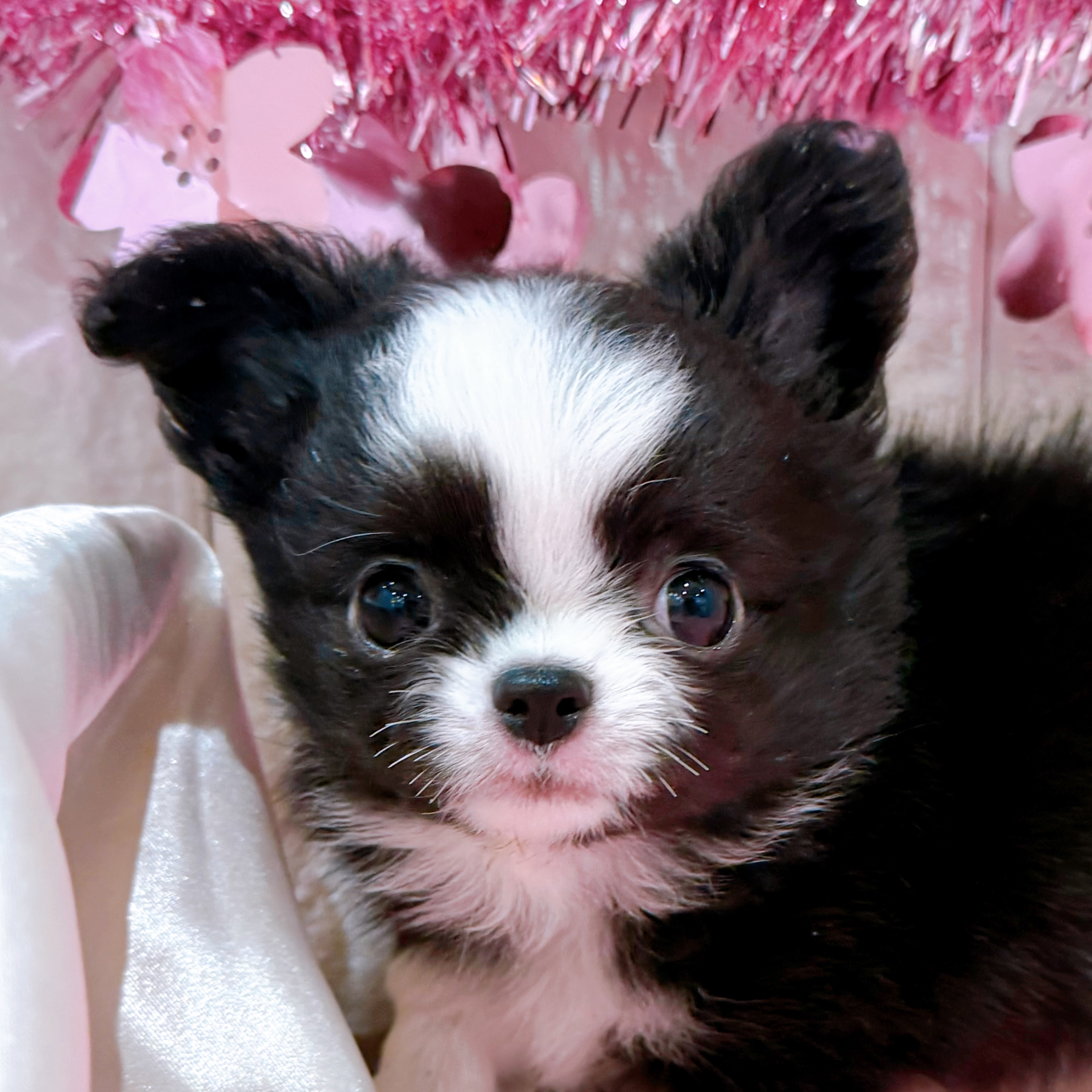 岡山県のチワワ(ロング) (犬の家＆猫の里倉敷店/2026年1月2日生まれ/女の子/ブラックホワイト)の子犬の1枚目の画像