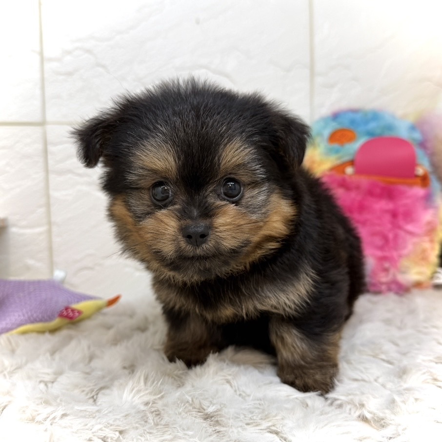 兵庫県のポメキー(ポメラニアン×ヨークシャーテリア) (犬の家＆猫の里ゆめタウン姫路店/2026年1月3日生まれ/女の子/ブラックタン)の子犬の2枚目の画像