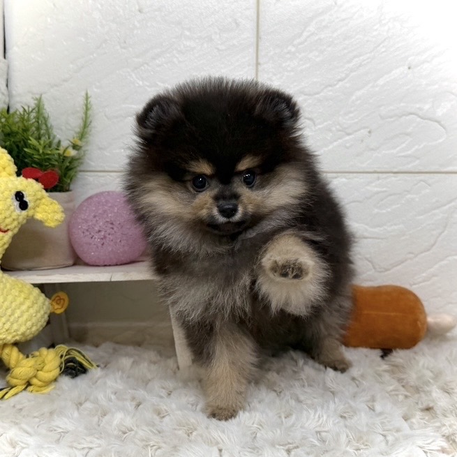 兵庫県のポメラニアン (犬の家＆猫の里ゆめタウン姫路店/2026年1月4日生まれ/男の子/ブラックタン)の子犬の2枚目の画像