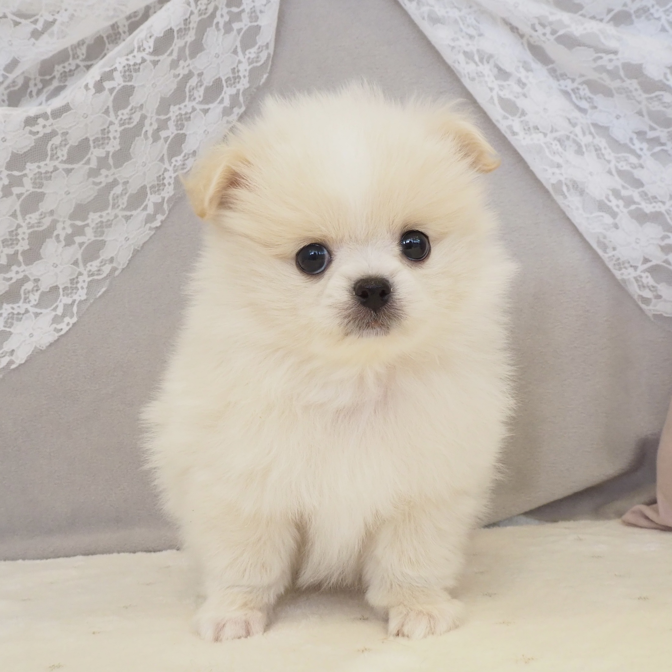 大阪府のペキポメ/ポメペキ(ペキニーズ×ポメラニアン) (犬の家＆猫の里もりのみやキューズモールBASE店/2026年1月3日生まれ/男の子/クリーム)の子犬の2枚目の画像