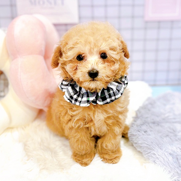 福井県のトイプードル(タイニー) (犬の家＆猫の里福井店/2025年12月30日生まれ/男の子/オレンジフォーン)の子犬の2枚目の画像