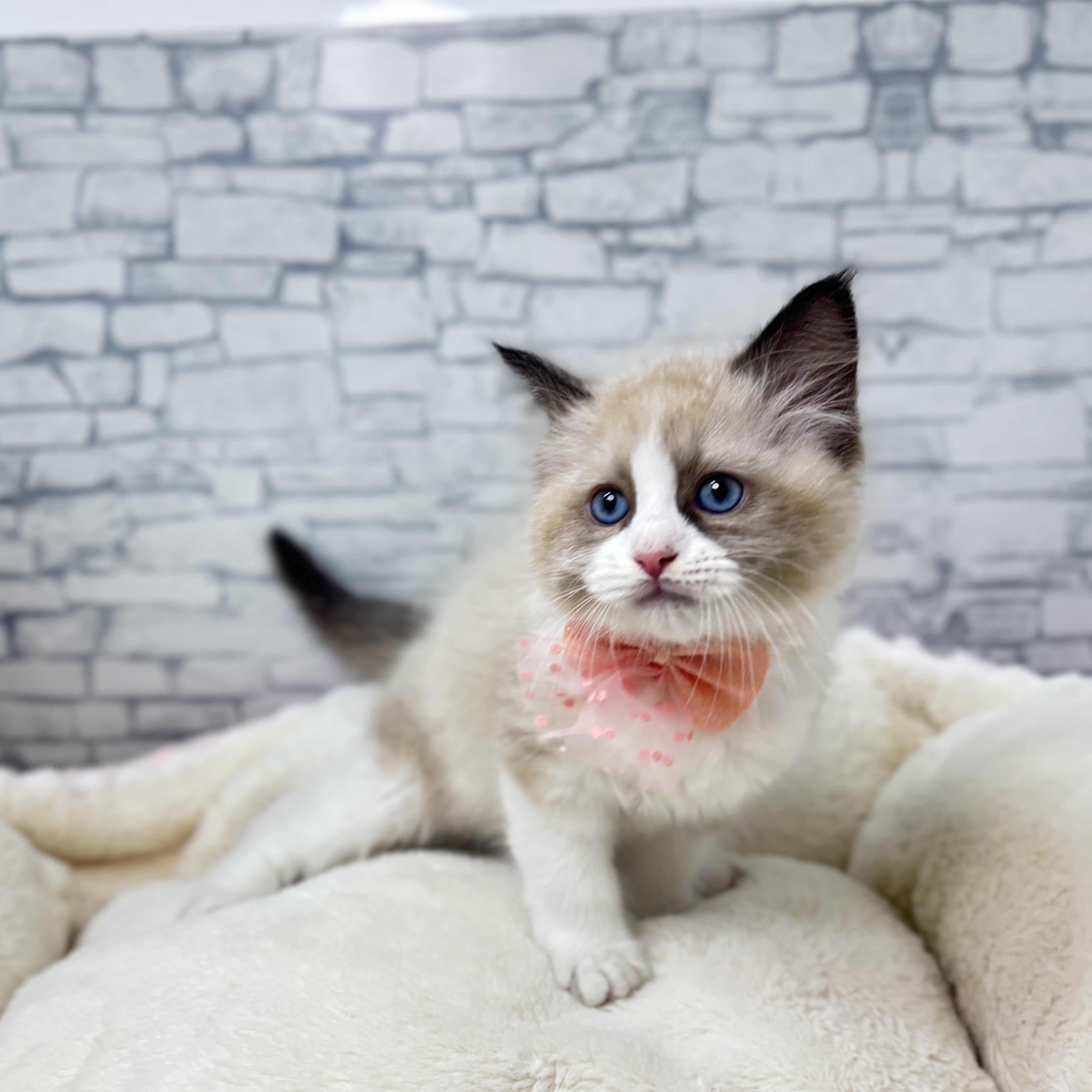 長野県のラグドール (犬の家＆猫の里長野店/2026年1月4日生まれ/男の子/シールポイントバイカラー)の子猫の2枚目の画像