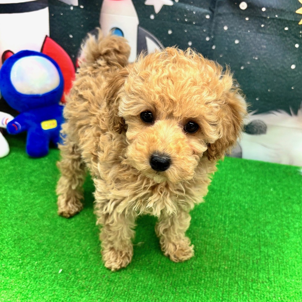 愛知県のトイプードル(トイ) (犬の家＆猫の里名古屋天白店/2026年1月4日生まれ/女の子/オレンジフォーン)の子犬の1枚目の画像