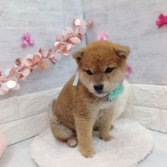 静岡県の柴犬(標準サイズ) (犬の家＆猫の里プレ葉ウォーク浜北店/2026年1月1日生まれ/男の子/赤)の子犬の2枚目の画像