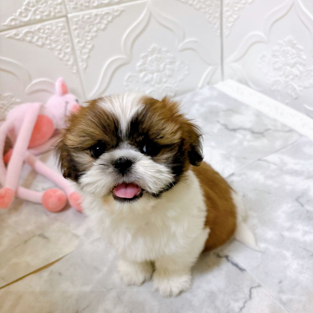 愛知県のシーズーの子犬を価格や特徴で探す|ペットショップ探すなら