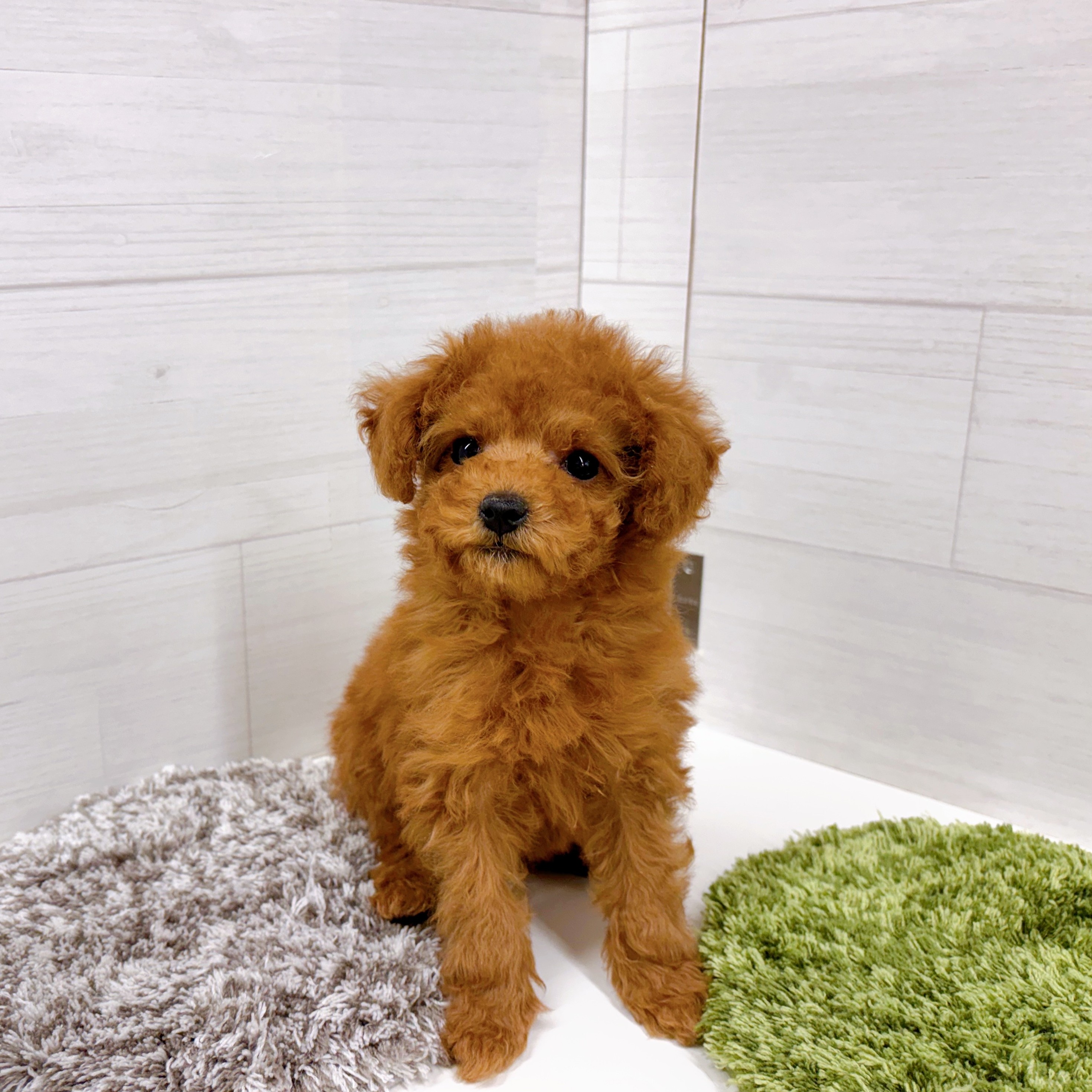 石川県のトイプードル(トイ) (犬の家＆猫の里アミーゴ金沢おこばた店/2026年1月1日生まれ/女の子/レッドフォーン)の子犬の2枚目の画像