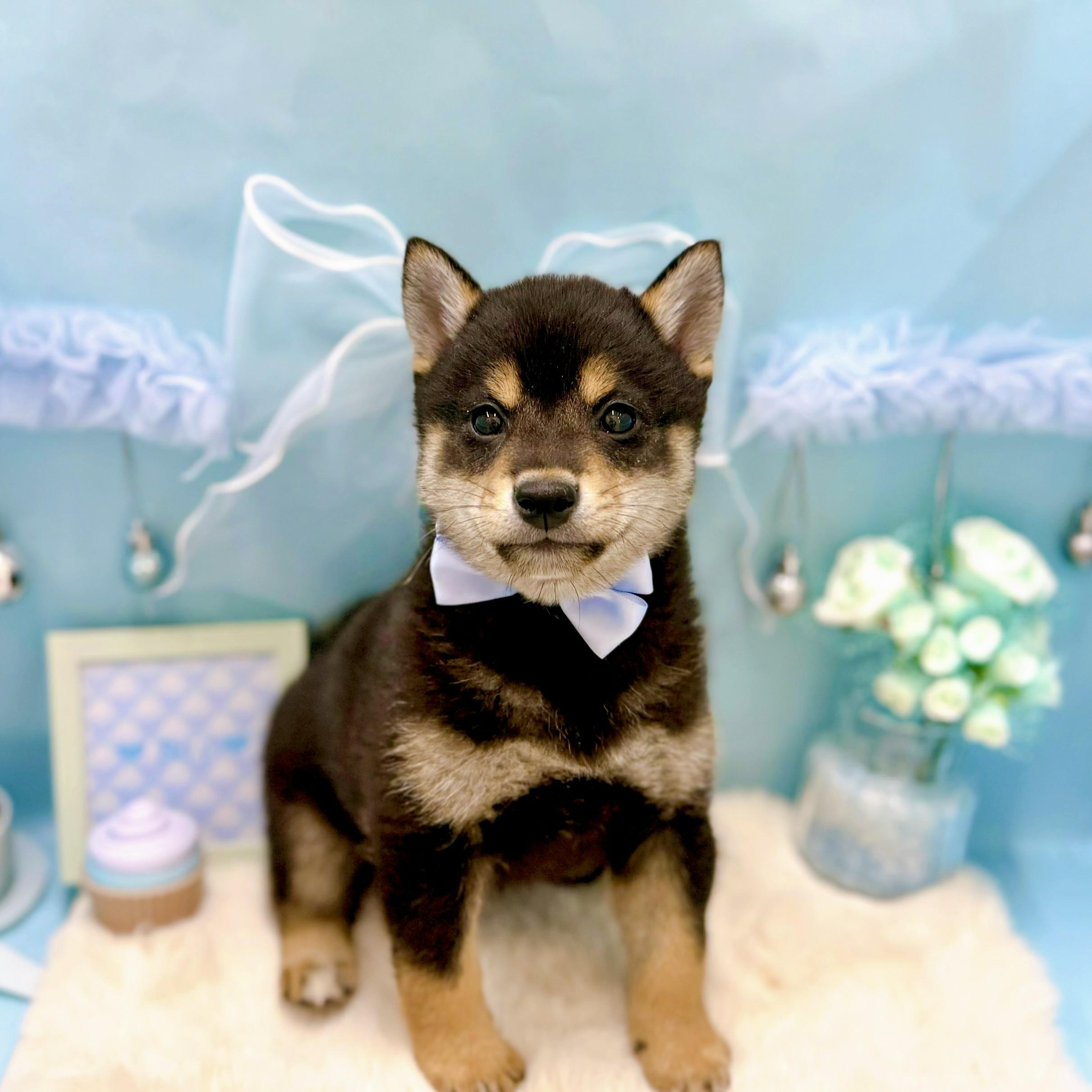 福井県の柴犬(標準サイズ) (犬の家＆猫の里アミーゴ福井大和田店/2025年12月31日生まれ/男の子/黒)の子犬の2枚目の画像