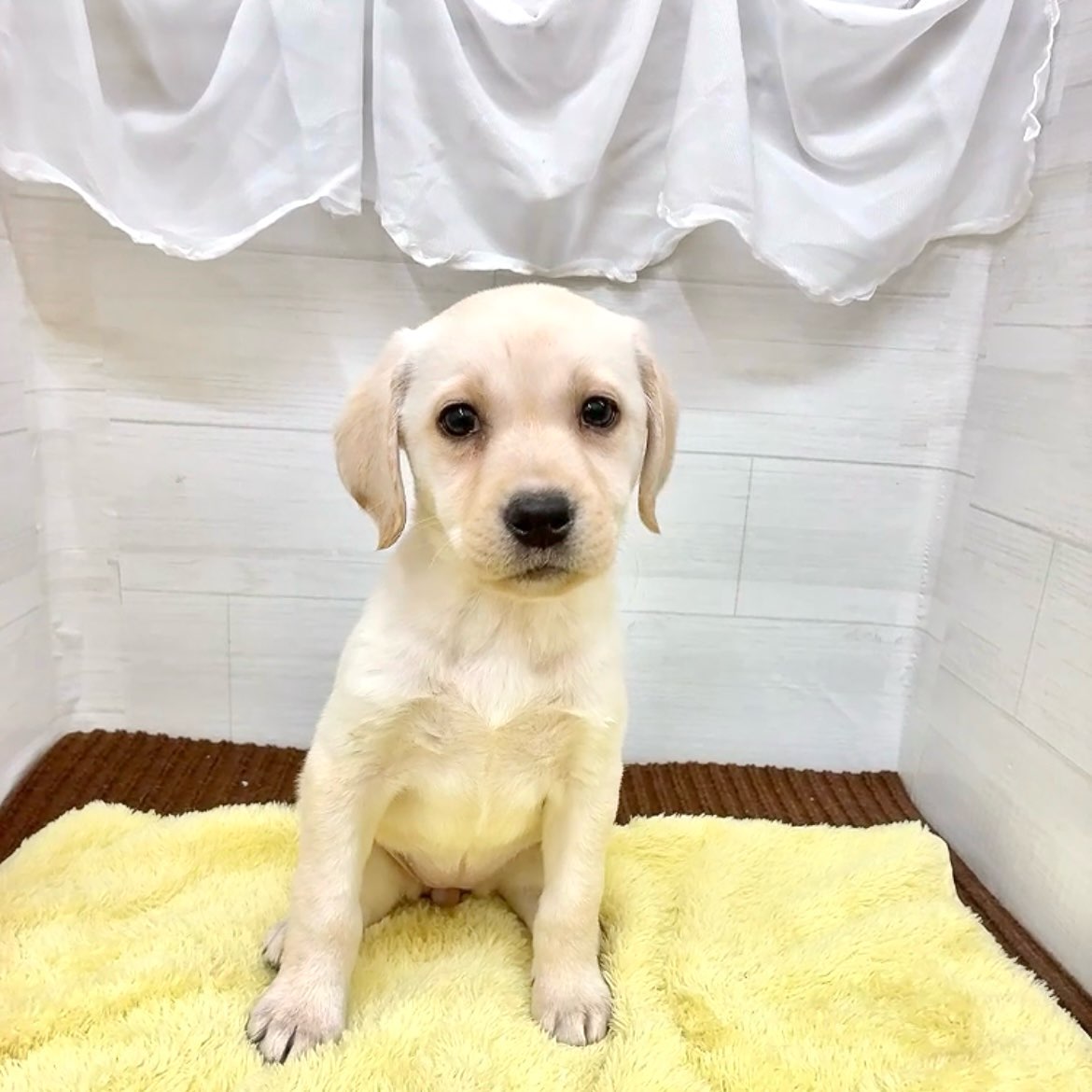 愛知県のラブラドールレトリーバー (犬の家＆猫の里碧南店/2026年1月1日生まれ/女の子/イエロー)の子犬の1枚目の画像