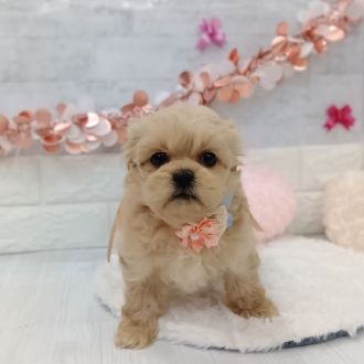 静岡県のペキプー(ペキニーズ×プードル) (犬の家＆猫の里プレ葉ウォーク浜北店/2026年1月4日生まれ/女の子/アプリコット)の子犬の2枚目の画像