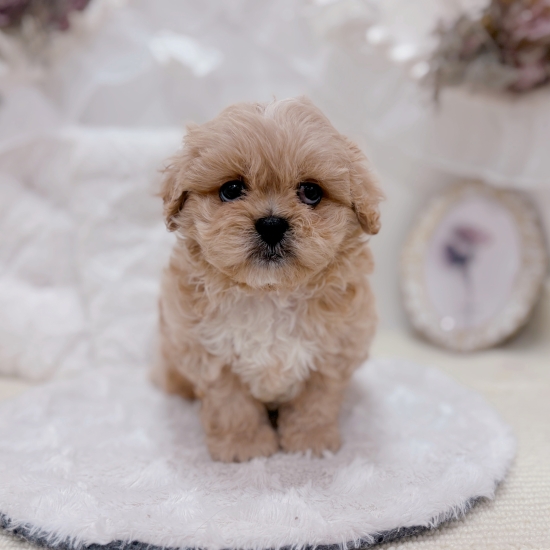 岐阜県のペキプー(ペキニーズ×プードル) (犬の家＆猫の里カラフルタウン岐阜店/2026年1月4日生まれ/男の子/アプリコット)の子犬の2枚目の画像