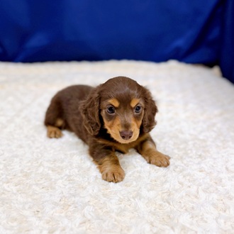 愛知県のミニチュアダックスフンド(ロング) (犬の家＆猫の里一宮店/2026年1月4日生まれ/男の子/チョコレートタン)の子犬の2枚目の画像