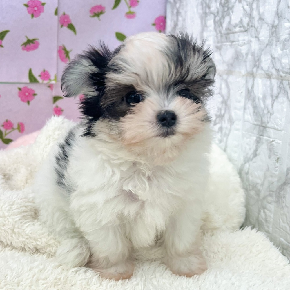 愛知県のチワマル/マルチワ(チワワ×マルチーズ) (犬の家＆猫の里エアポートウォーク店/2026年1月1日生まれ/男の子/ホワイトブラック)の子犬の2枚目の画像