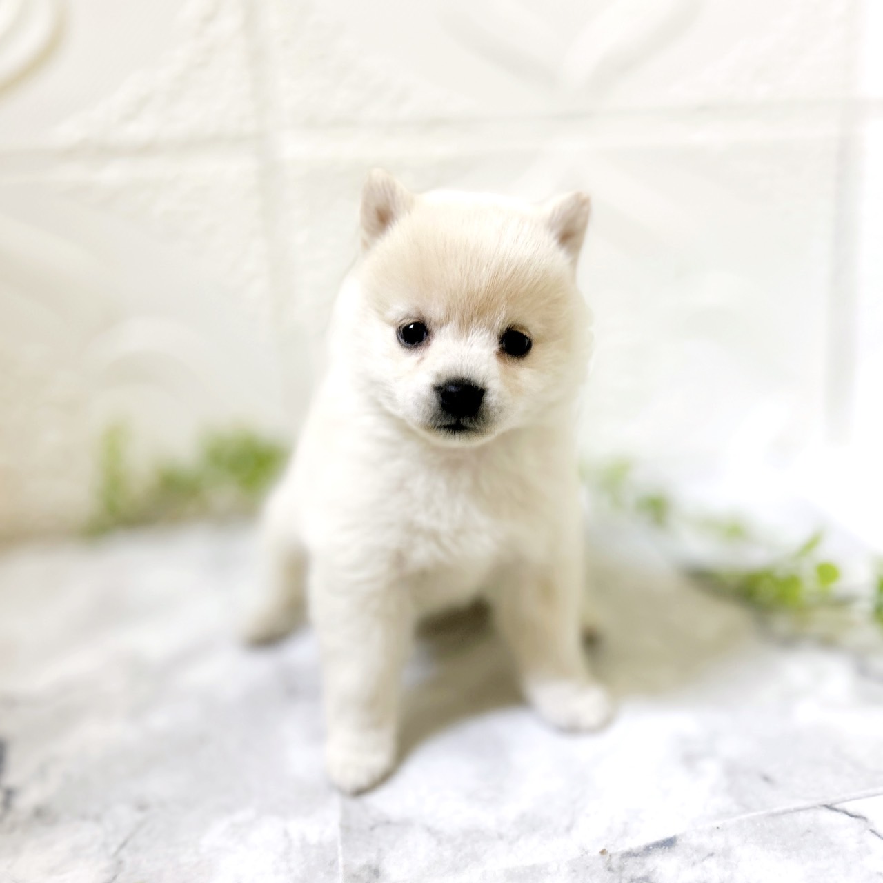 ハーフ犬女の子の写真