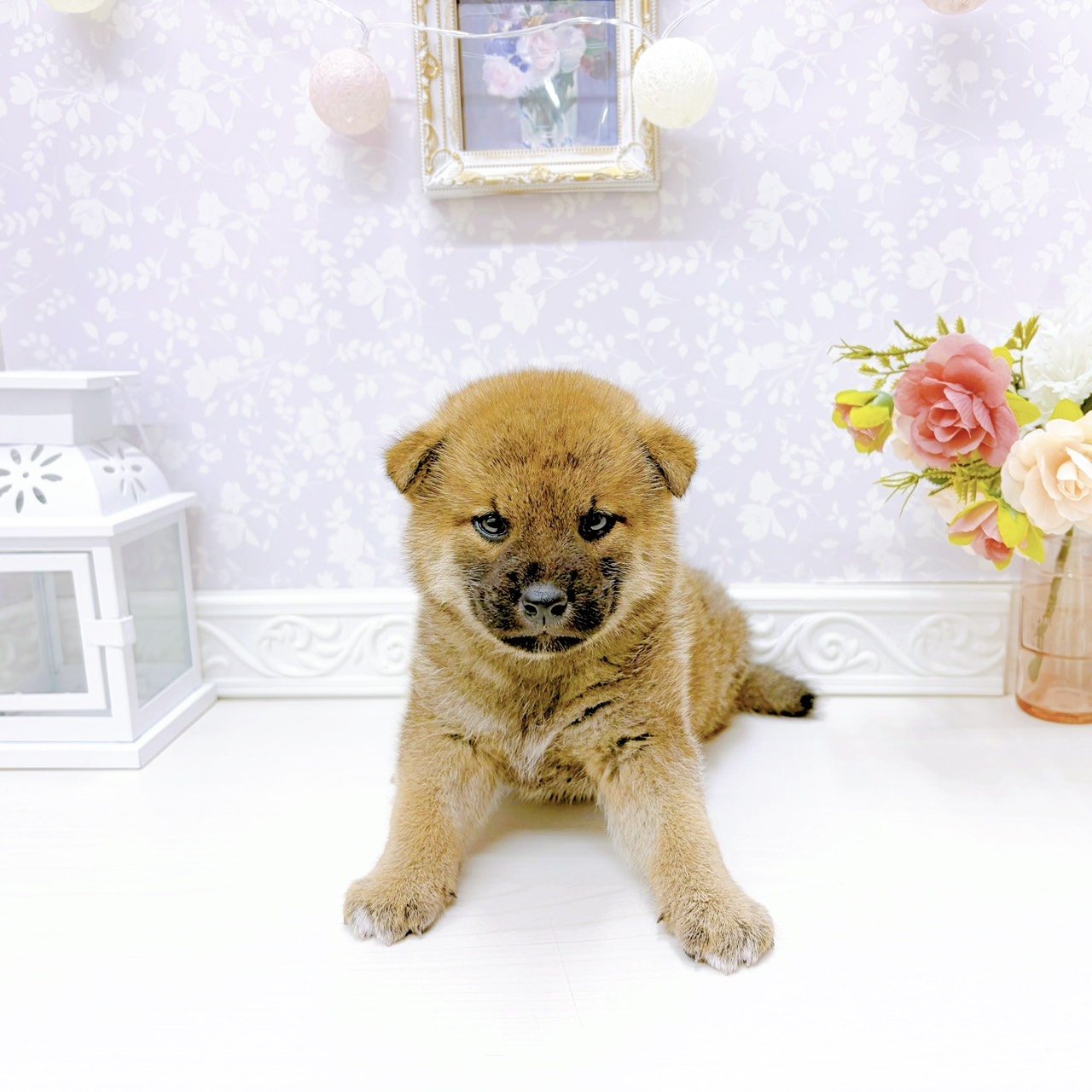 富山県の柴犬(標準サイズ) (犬の家＆猫の里アミーゴ山室店/2026年1月6日生まれ/男の子/赤)の子犬の2枚目の画像