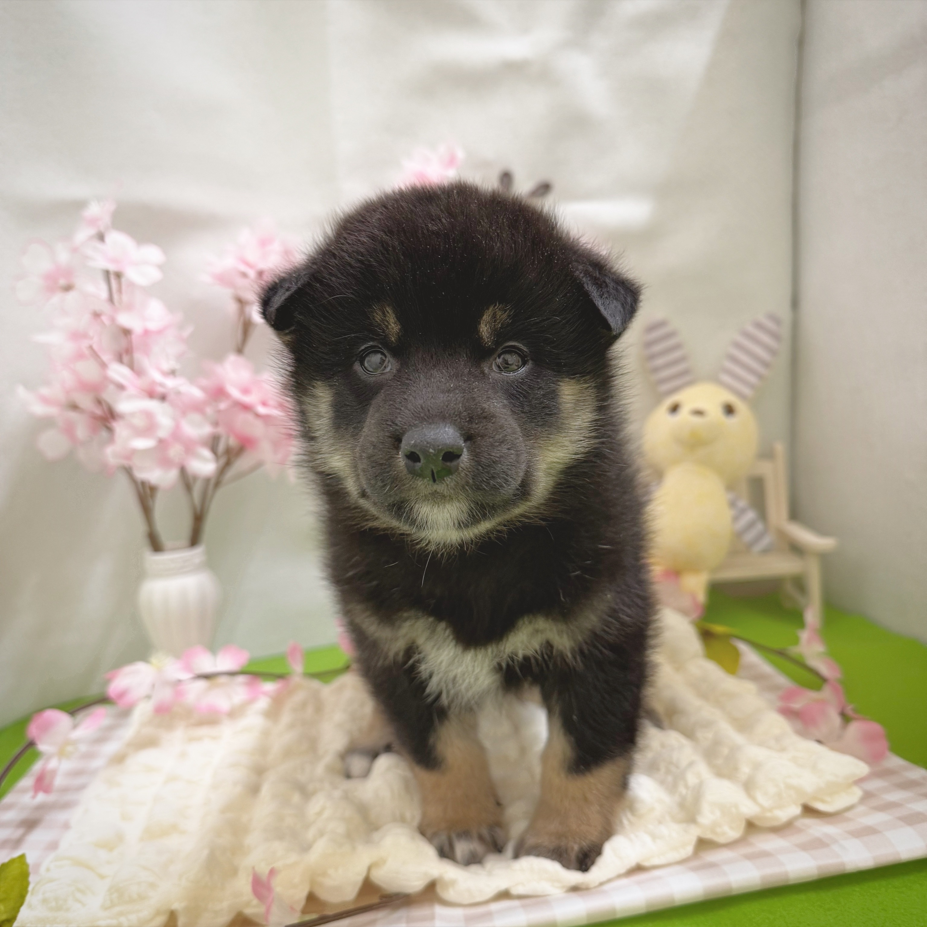 静岡県の柴犬(標準サイズ) (犬の家＆猫の里藤枝店/2026年1月6日生まれ/男の子/黒)の子犬の2枚目の画像