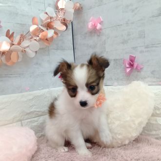 静岡県のパピヨン (犬の家＆猫の里プレ葉ウォーク浜北店/2026年1月6日生まれ/女の子/ホワイトブラウン)の子犬の2枚目の画像