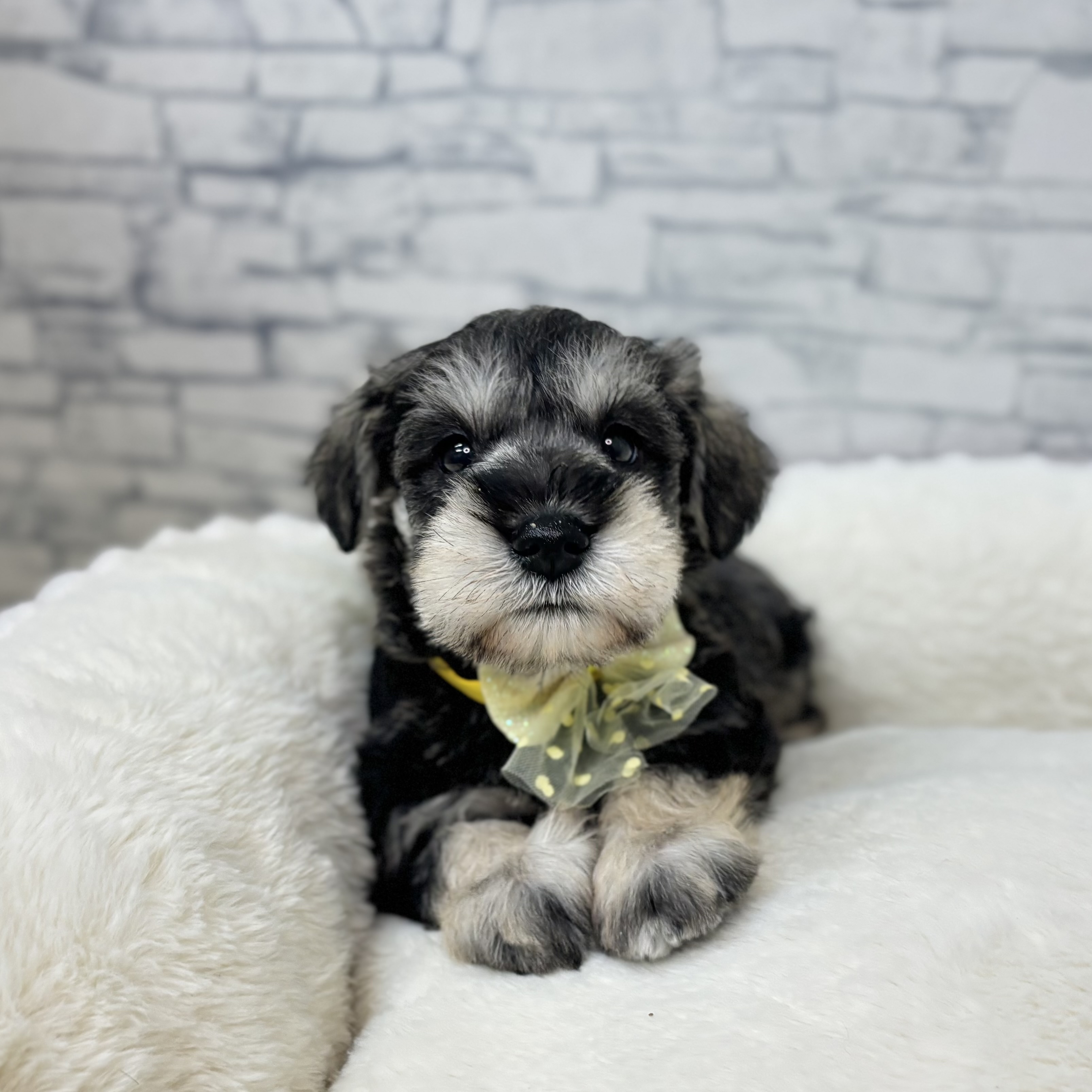 長野県のミニチュアシュナウザー (犬の家＆猫の里長野店/2026年1月6日生まれ/男の子/ソルトペッパー)の子犬の1枚目の画像