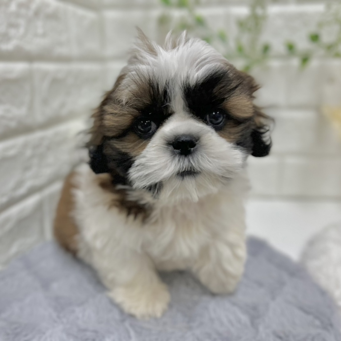 神奈川県のシーズー (犬の家＆猫の里相模原店/2026年1月6日生まれ/男の子/ホワイトゴールド)の子犬の2枚目の画像