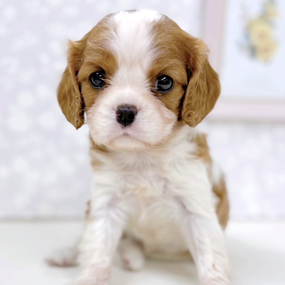 富山県のキャバリアキングチャールズスパニエル (犬の家＆猫の里アミーゴ高岡蓮花寺店/2026年1月5日生まれ/女の子/ブレンハイム)の子犬の1枚目の画像