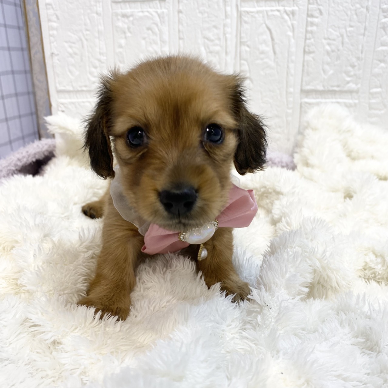 長野県のミニチュアダックスフンド(ロング) (犬の家＆猫の里カインズ梓川店/2026年1月6日生まれ/女の子/レッド)の子犬の2枚目の画像