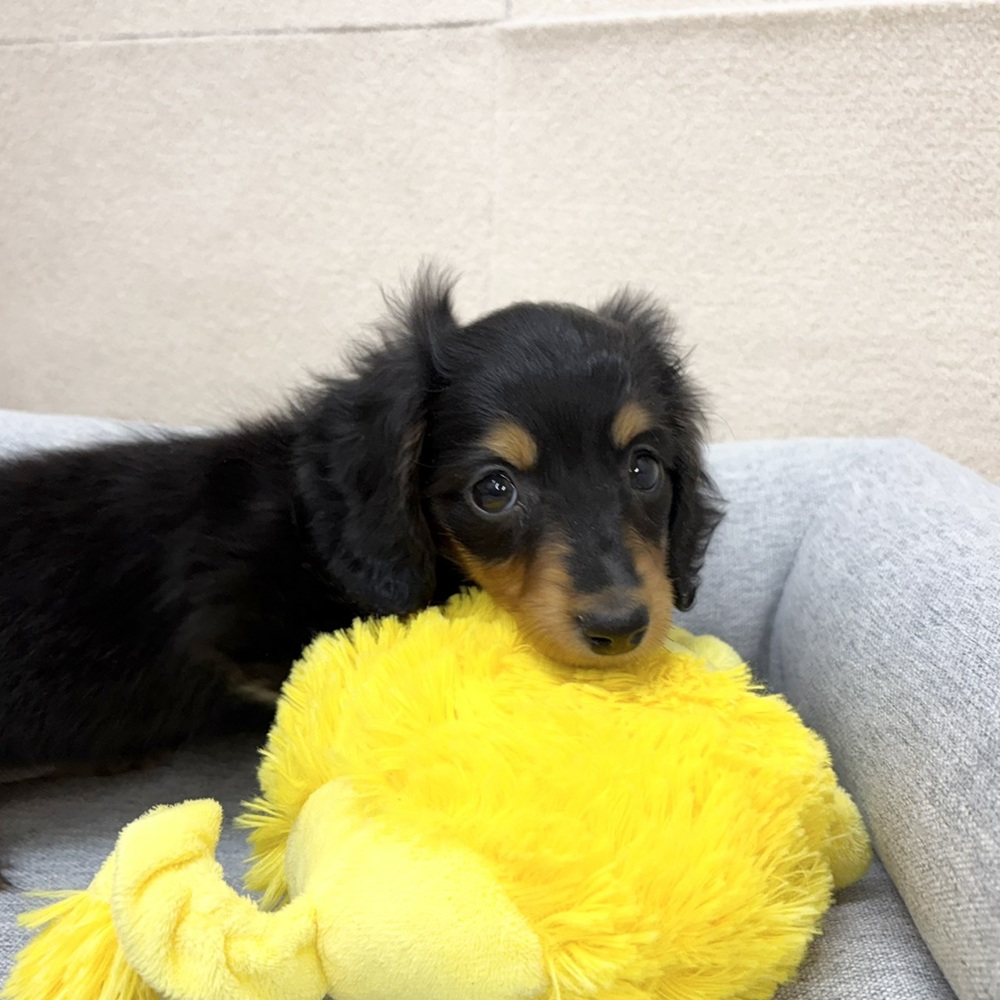 長野県のミニチュアダックスフンド(ロング) (犬の家＆猫の里塩尻店/2026年1月1日生まれ/女の子/ブラックタン)の子犬の2枚目の画像