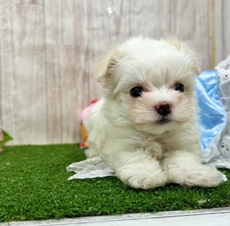 神奈川県のマルチーズ (犬の家＆猫の里小田原店/2026年1月3日生まれ/男の子/ホワイト)の子犬の2枚目の画像