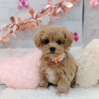 静岡県のマルプー(マルチーズ×プードル) (犬の家＆猫の里プレ葉ウォーク浜北店/2026年1月4日生まれ/女の子/アプリコット)の子犬の2枚目の画像