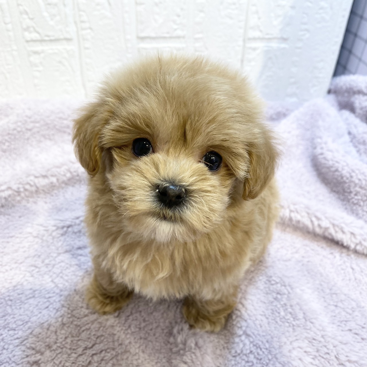長野県のマルプー(マルチーズ×プードル) (犬の家＆猫の里カインズ梓川店/2026年1月4日生まれ/女の子/アプリコット)の子犬の2枚目の画像