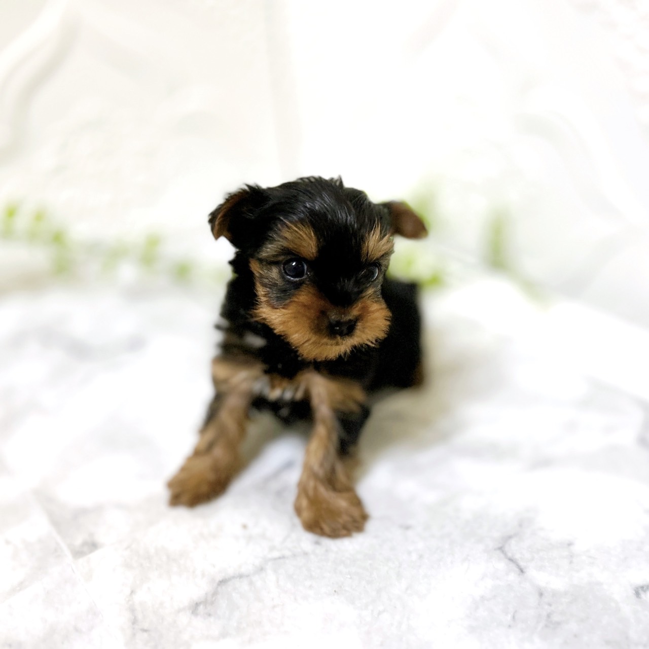 愛知県のヨークシャーテリア (犬の家＆猫の里岡崎店/2026年1月3日生まれ/女の子/スチールブルータン)の子犬の2枚目の画像