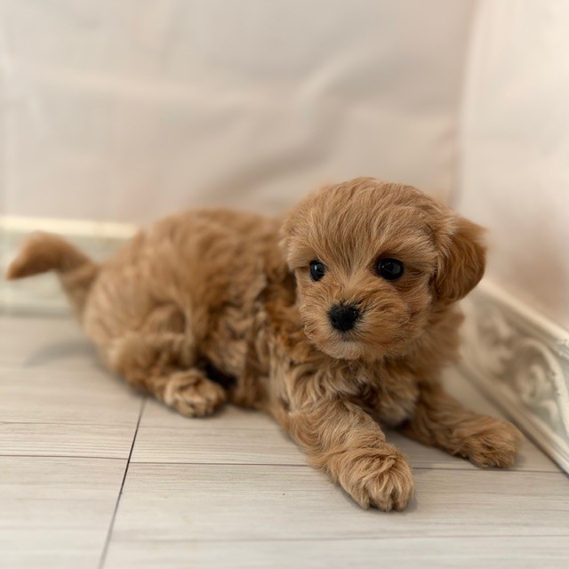 愛知県のマルプー(マルチーズ×プードル) (犬の家＆猫の里春日井本店/2026年1月3日生まれ/女の子/アプリコット)の子犬の2枚目の画像