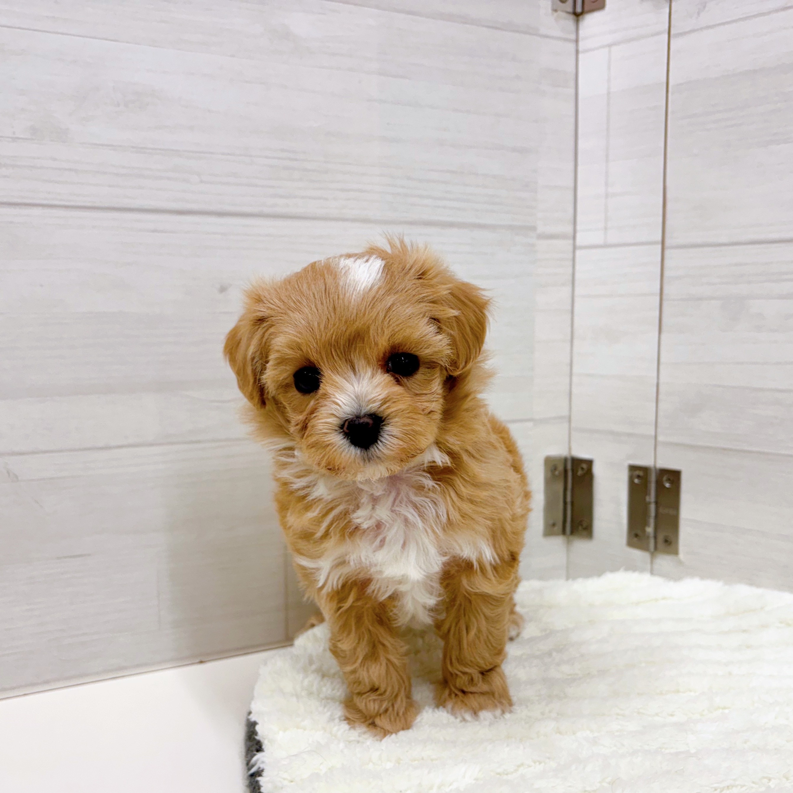 石川県のマルプー(マルチーズ×プードル) (犬の家＆猫の里アミーゴ金沢おこばた店/2026年1月3日生まれ/女の子/アプリコット)の子犬の2枚目の画像