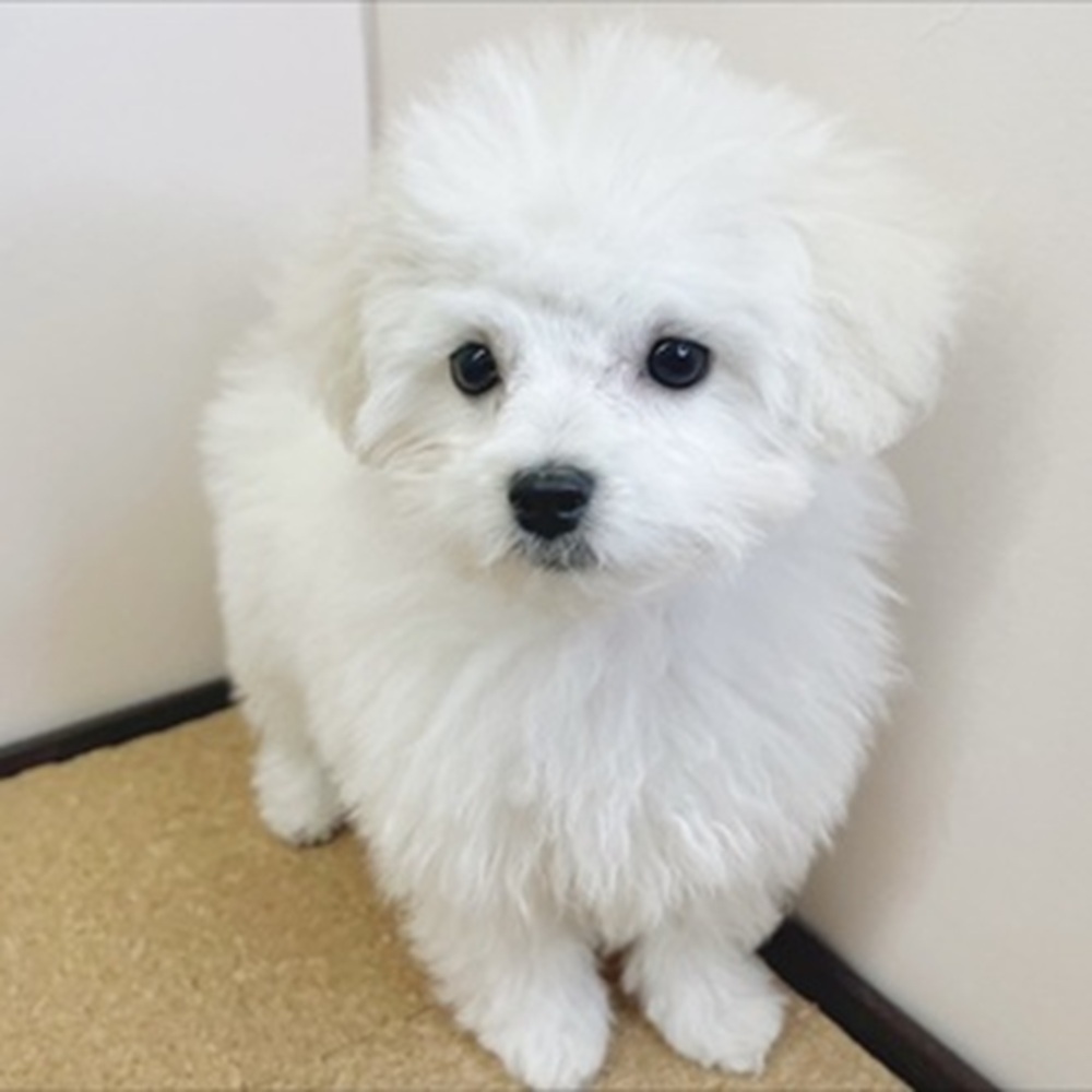 静岡県のマルプー(マルチーズ×プードル) (犬の家＆猫の里マークイズ静岡店/2026年1月5日生まれ/男の子/ホワイト)の子犬の2枚目の画像
