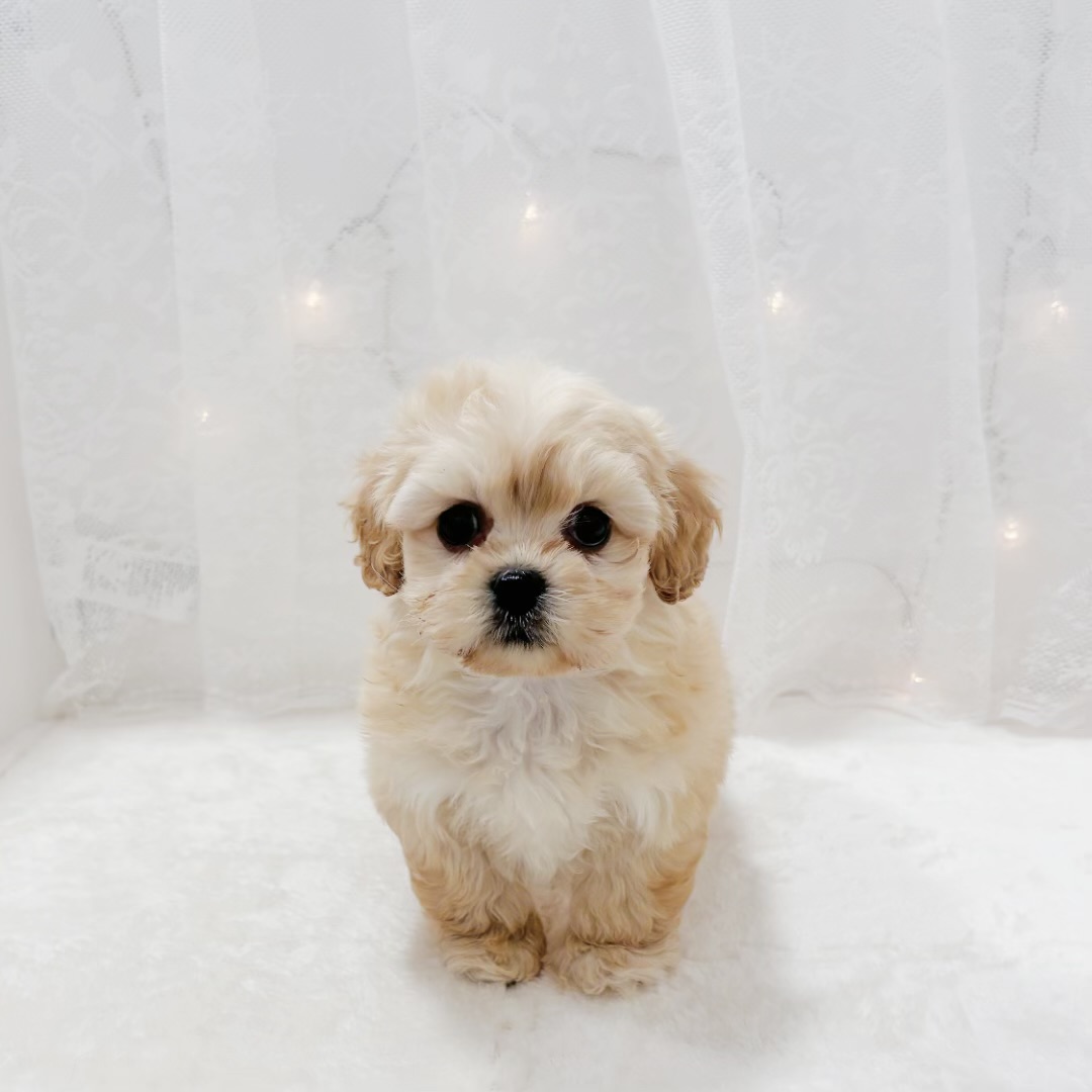 千葉県のペキプー(ペキニーズ×プードル) (犬の家＆猫の里BIGHOPガーデンモール印西店/2026年1月6日生まれ/女の子/クリーム)の子犬の2枚目の画像