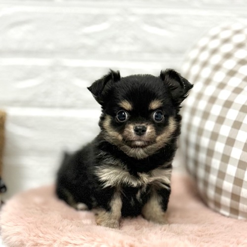 愛知県のチワワ(ロング) (犬の家＆猫の里豊川インター店/2026年1月3日生まれ/女の子/ブラックタンホワイト)の子犬の2枚目の画像