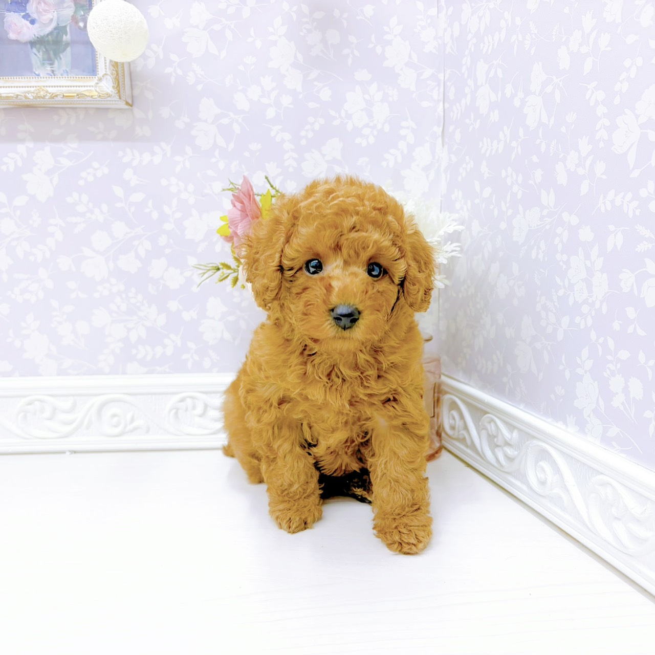 富山県のトイプードル(トイ) (犬の家＆猫の里アミーゴ山室店/2026年1月4日生まれ/女の子/アプリコット)の子犬の1枚目の画像